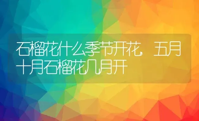 石榴花什么季节开花,五月十月石榴花几月开 | 养殖常见问题