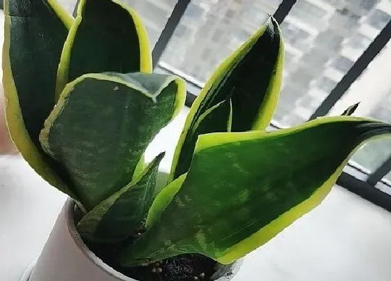 植物常识问题|虎皮兰夏天如何养护生长旺盛