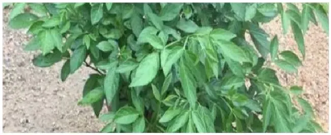 潮汕抹草种植方法 | 科普知识