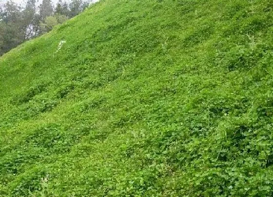 植物常识问题|私家花园种什么草坪好 自私人庭院用什么草种好养