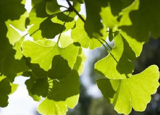 植物常识问题|银杏叶的寓意和象征风水 银杏叶的花语代表什么象征意义