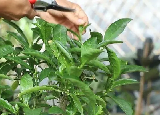 植物常识问题|夜来香如何修剪和防治病虫害