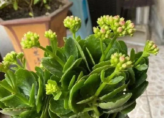 植物常识问题|长寿花休眠期如何养护状态好
