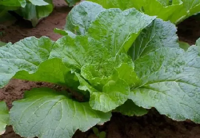 植物常识问题|种植大白菜用什么肥料好 （种白菜需要怎样防治病虫害）