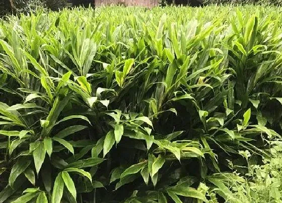 植物常识问题|生姜什么时候种植最合适 生姜的种植方法及栽培技术