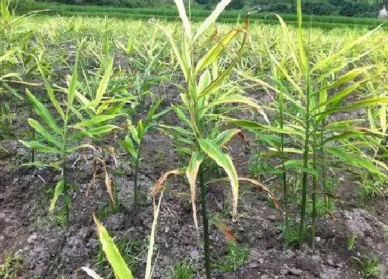 植物常识问题|生姜什么时候种植最合适 生姜的种植方法及栽培技术