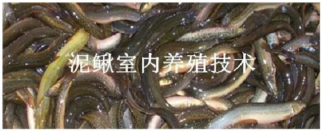 泥鳅室内养殖技术 | 生活常识