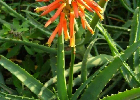 植物常识问题|哪些花卉越不管它长势越旺