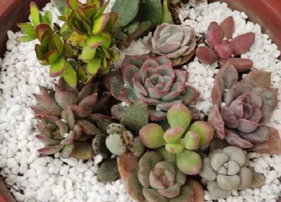 植物常识问题|剪下来的多肉枝如何栽种