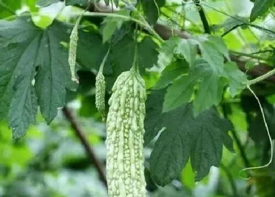 植物常识问题|怎样让苦瓜高产挂果多（苦瓜高产种植技术与管理要点）