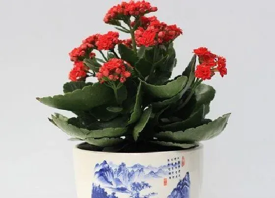 植物常识问题|伽蓝菜和长寿花的区别