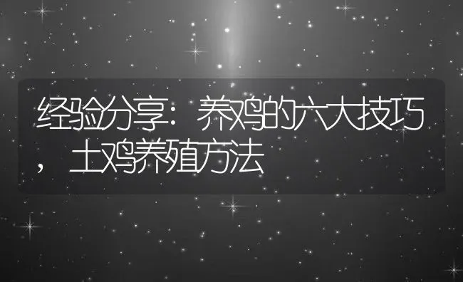 经验分享:养鸡的六大技巧,土鸡养殖方法 | 养殖常见问题