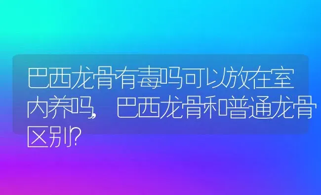 巴西龙骨有毒吗可以放在室内养吗,巴西龙骨和普通龙骨区别？ | 养殖常见问题