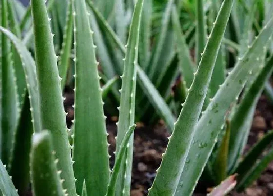 植物常识问题|芦荟品种