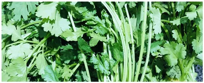 立秋后香菜如何管理 | 农业答疑