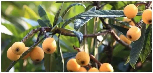 枇杷嫁接时间和方法 | 农业问题