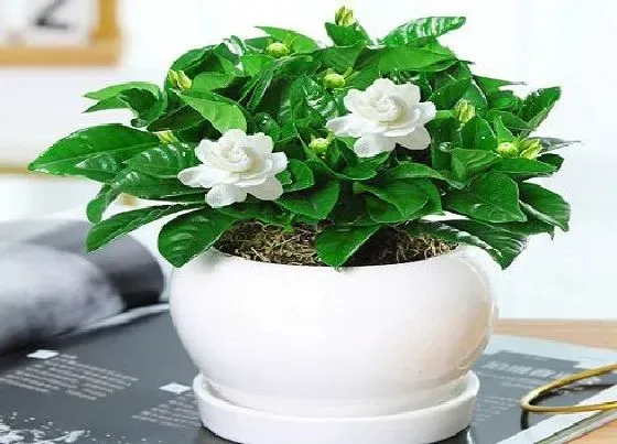 植物常识问题|栀子花叶片泛黄常见的原因有哪些