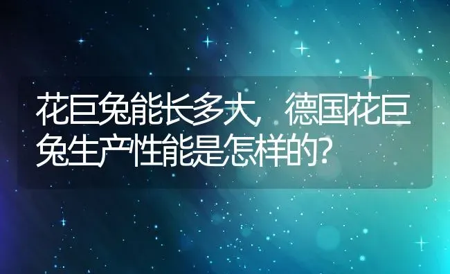 花巨兔能长多大,德国花巨兔生产性能是怎样的？ | 养殖常见问题