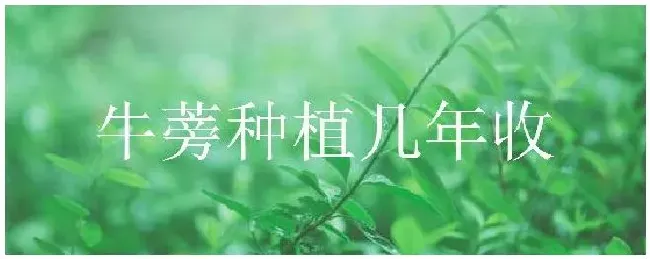 牛蒡种植几年收 | 生活常识