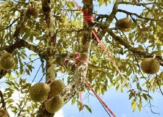 植物常识问题|榴莲在什么地方生长图片  榴莲长在什么地方，怎么生长