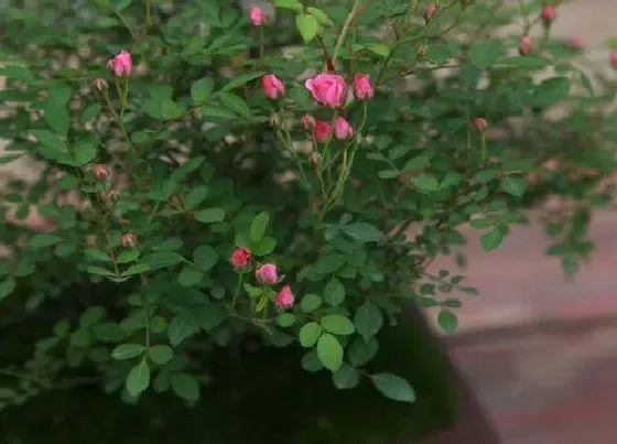 植物常识问题|黄泥土种的月季怎么换盆（黄泥土月季换营养土上盆方法）