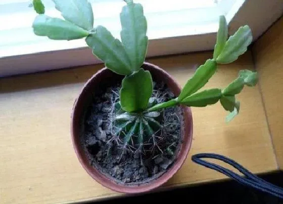 植物常识问题|嫁接蟹爪兰的仙人掌干枯是什么原因