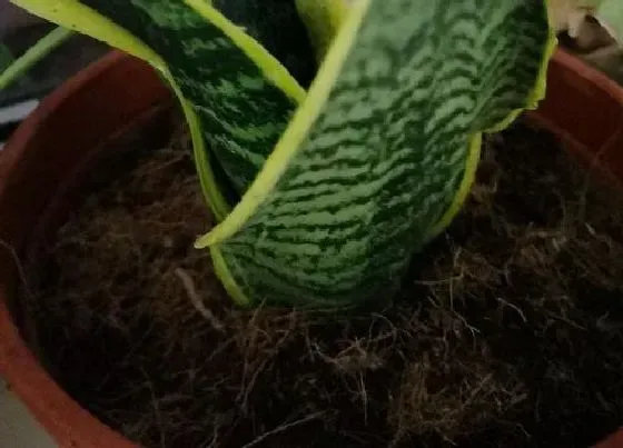 植物常识问题|虎皮兰夏天如何养护生长旺盛