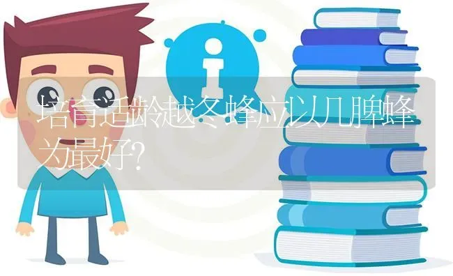 培育适龄越冬蜂应以几脾蜂为最好? | 养殖问题解答