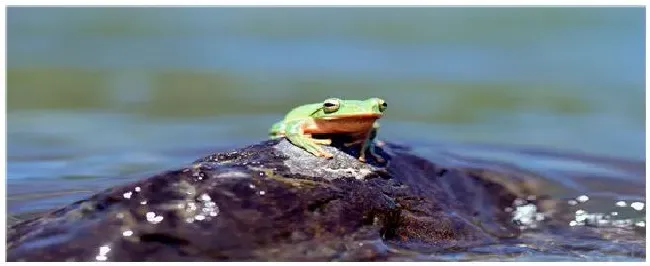 青蛙的体长是多少 | 三农答疑