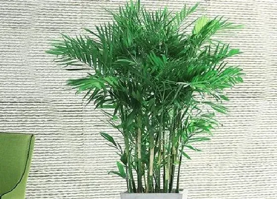 植物常识问题|凤尾竹如何上盆长新根更快