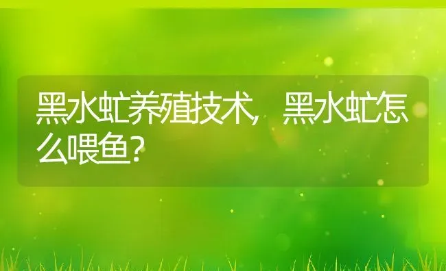 黑水虻养殖技术,黑水虻怎么喂鱼？ | 养殖常见问题