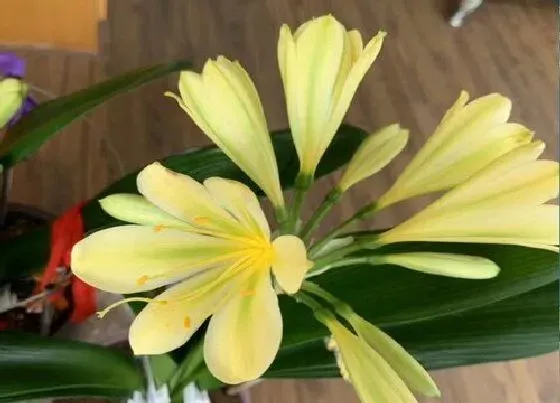 植物常识问题|君子兰用什么植料养护叶片油绿清晰