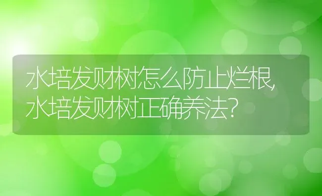 水培发财树怎么防止烂根,水培发财树正确养法？ | 养殖常见问题