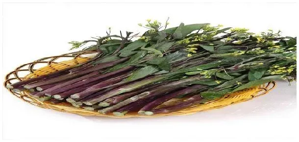 紫菜苔什么时候播种 | 科普知识