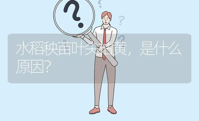 水稻秧苗叶尖枯黄,是什么原因? | 养殖问题解答