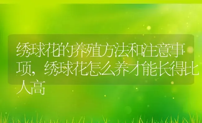 绣球花的养殖方法和注意事项,绣球花怎么养才能长得比人高 | 养殖常见问题