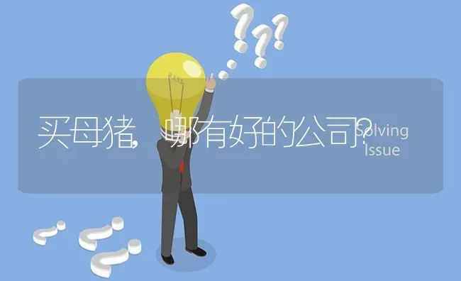 买母猪,哪有好的公司? | 养殖问题解答