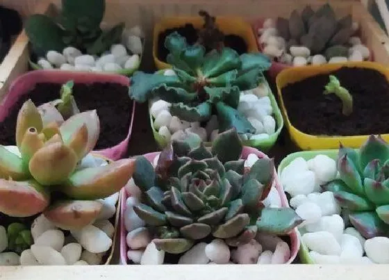 植物常识问题|剪下来的多肉枝如何栽种