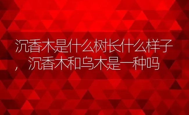 沉香木是什么树长什么样子,沉香木和乌木是一种吗 | 养殖常见问题