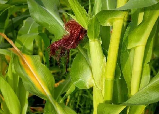 植物常识问题|如何在阳台栽种玉米