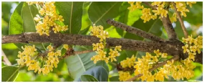 桂花的花期是多久 | 三农问答