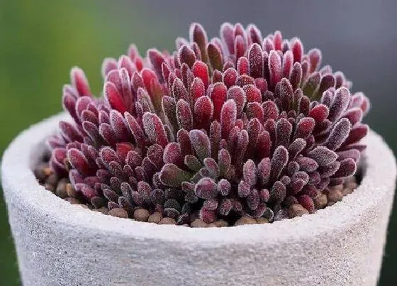 植物常识问题|多肉的种植方法和养护