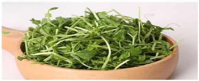 家庭豆苗的种植方法 | 农业答疑