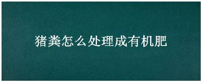 猪粪怎么处理成有机肥 | 三农问答