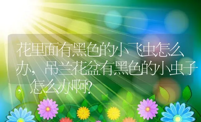 花里面有黑色的小飞虫怎么办,吊兰花盆有黑色的小虫子，怎么办啊？ | 养殖常见问题