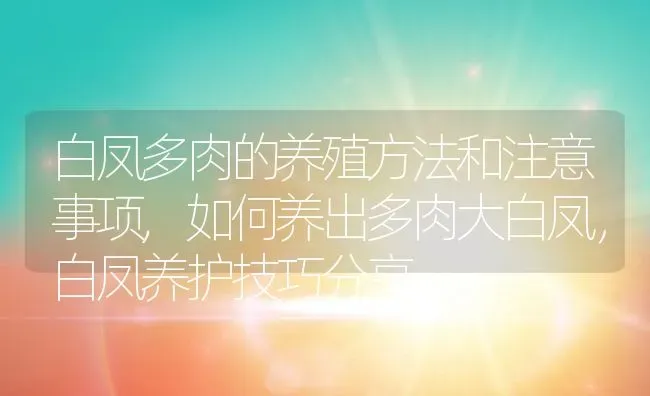 白凤多肉的养殖方法和注意事项,如何养出多肉大白凤，白凤养护技巧分享 | 养殖常见问题