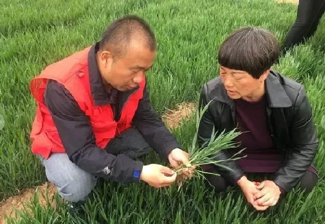 植物常识问题|小麦发生白粉病怎样防治（小麦白粉病的原因及防治方法）