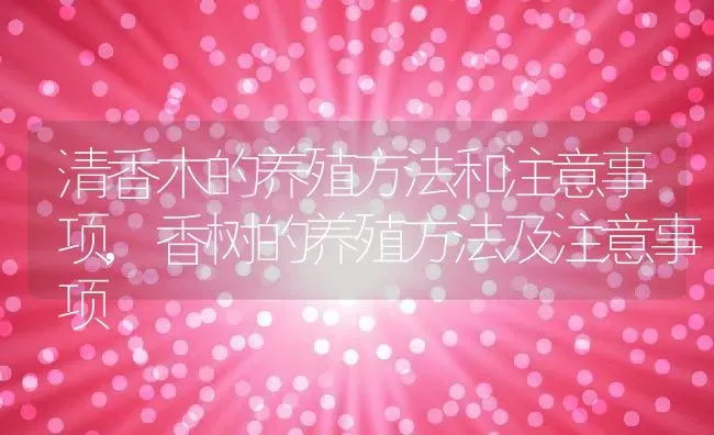 清香木的养殖方法和注意事项,香树的养殖方法及注意事项 | 养殖常见问题