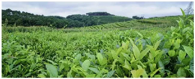 黑色颗粒茶叶是什么茶 | 农业答疑