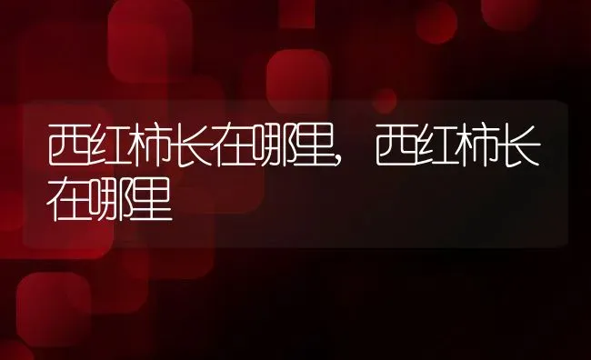 西红柿长在哪里,西红柿长在哪里 | 养殖常见问题